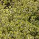 Thymus citriodorus 