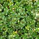 Thymus 'Doone Valley' 