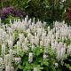 Tiarella wherryi 