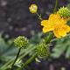 Trollius chinensis 'Golden Queen' 