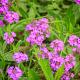 Verbena rigida 