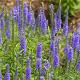Veronica spicata 