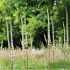 Veronicastrum virg. 'Diana' 