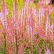Veronicastrum virg. 'Pink Glow' 