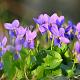 Viola odorata 