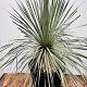 Yucca rostrata 