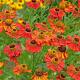 Helenium 'Moerheim Beauty' 
