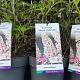 Buddleja dav. 'White Profusion' Container 1,5lt. 10/15cm.