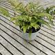 Arachnoides a. 'Variegata' Container 3lt.