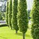 Carpinus betulus 'Fastigiata' Container 40lt. 10/12cm.