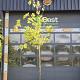 Celtis australis Container 160lt. 18/20cm.
