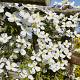Clematis mont. 'Grandiflora' Container 5lt 150/175cm.