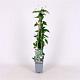 Clematis mont. 'Marjorie' Container 2lt. 60/70cm.