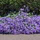 Campanula portenschlagiana 