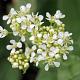Pachyphragma macrophylla 