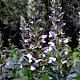Acanthus spinosus 