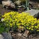 Alyssum montanum 