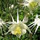 Aquilegia 'Silver Queen' 