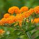 Asclepias tuberosa 