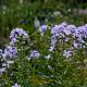 Campanula lact. 'Pouffe' 