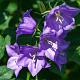 Campanula persicifolia 
