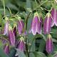 Campanula takesimana 