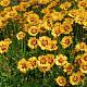 Coreopsis grandiflora 