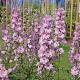 Delphinium (P) 'Astolat' 