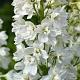 Delphinium (P) 'Galahad' 