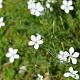 Dianthus delt. 'Albiflorus' 