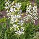 Dictamnus albus 'Albiflorus' 