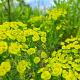 Euphorbia cyparissias 