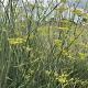 Foeniculum vulgare 