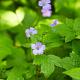 Geranium nodosum 