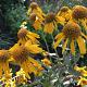 Helenium hoopesii 