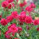 Helianthemum 'Cerise Queen' 