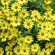Helianthus 'Lemon Queen' 