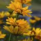 Heliopsis h. 'Summer Sun' 