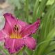 Hemerocallis 'Summer Wine' 