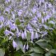 Hosta for. 'Hyacinthina' 