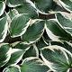 Hosta f. 'Patriot' 