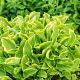 Hosta 'Golden Tiara' 