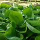 Hosta 'Sum and Substance' 