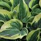 Hosta 'Wide Brim' 