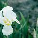 Iris sanguinea 'Snow Queen' 