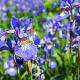 Iris sib. 'Perry's Blue' 