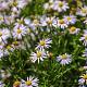 Kalimeris incisa 'Blue Star' 