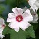Lavatera 'Barnsley' 