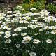 Leucanthemum (S) 'Alaska' 