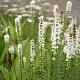 Liatris spicata 'Alba' 